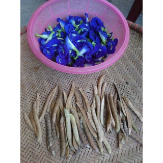 Hạt giống hoa đậu biếc (50 hạt)