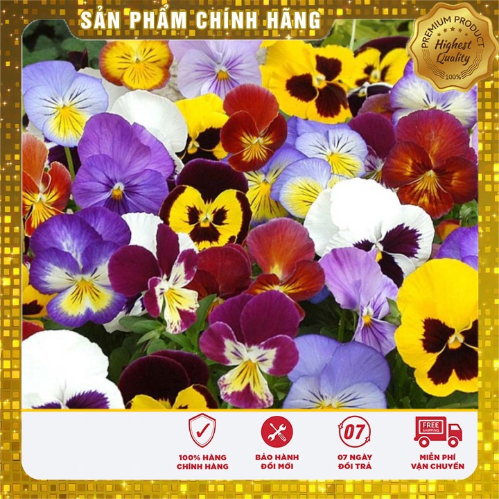 HẠT GIỐNG HOA PANSY nhiềumàu hat giong hoa bướm pansy