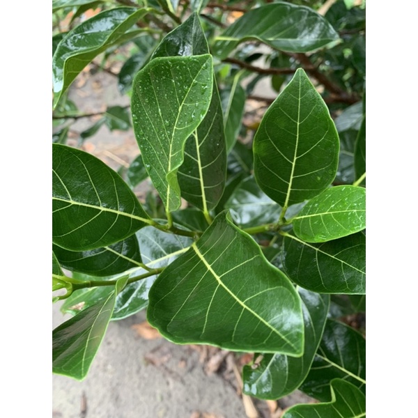 Lá mít tươi 300g