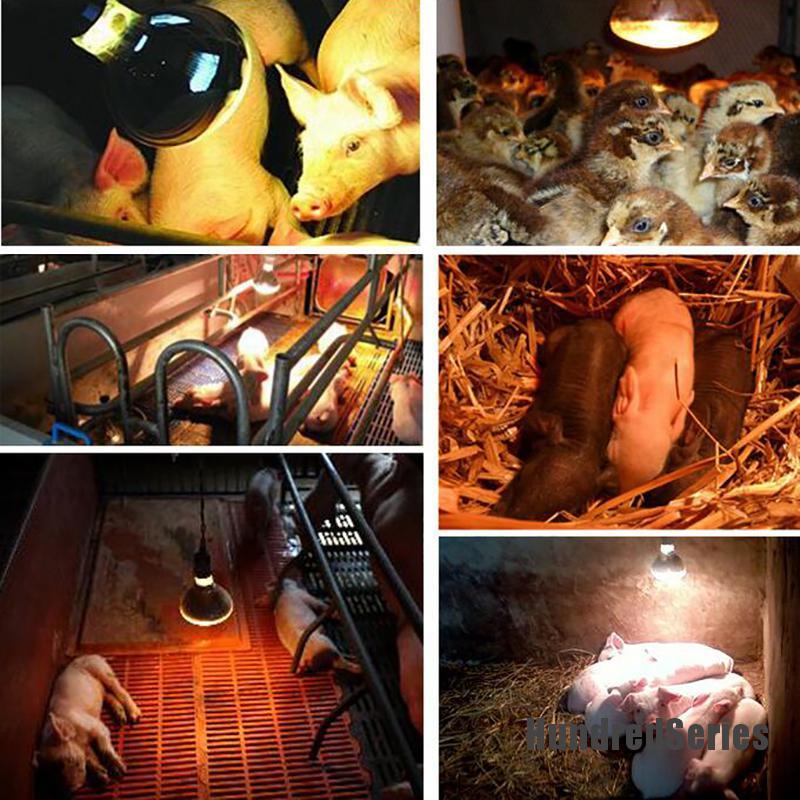 Đèn LED sưởi tia hồng ngoại giữ nhiệt trong chăn nuôi heo gà tiện dụng