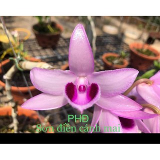 [Rẻ Vô Địch] Phi Điệp Sơn Điền Cánh Mai ( Cây con giống gieo hạt)