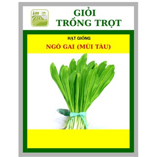 1G - Hạt Giống Ngò Gai Lá Lớn (Rau Mùi Tàu)
