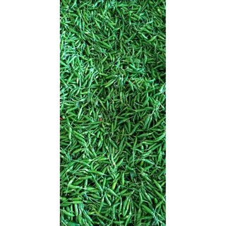 Sỉ 5kg ớt xiêm rừng