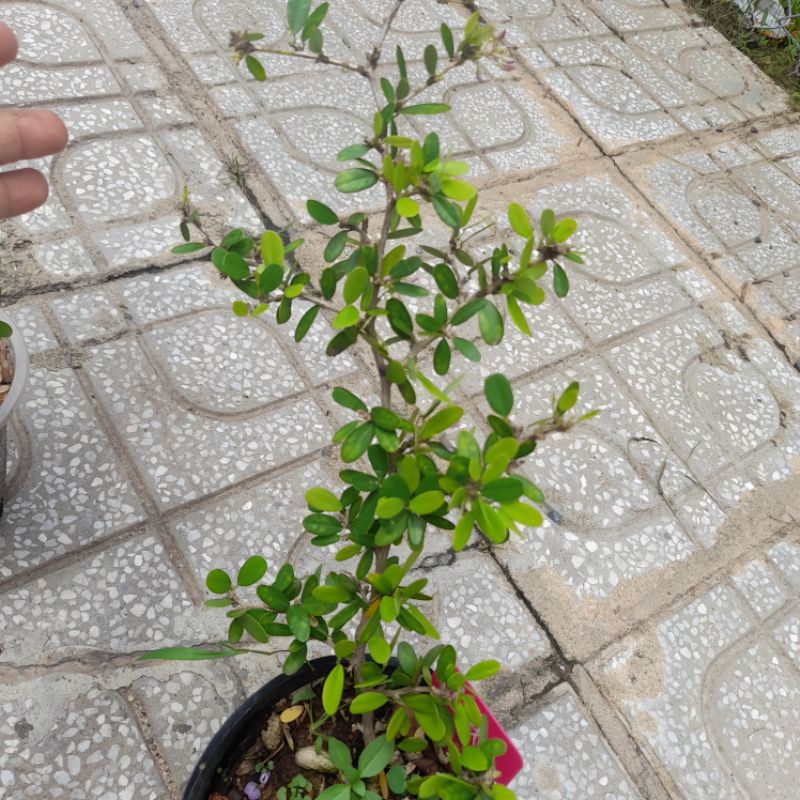 Cây linh sam hoa hồng phấn hoa thơm hiếm