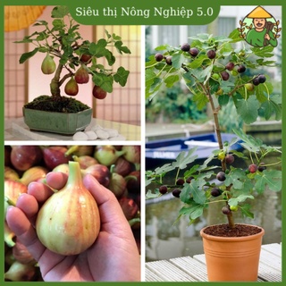 Cây giống sung mỹ F1, giống sung ngọt đại học nông nghiệp, cây sung mỹ chiết cao 50cm - 70cm