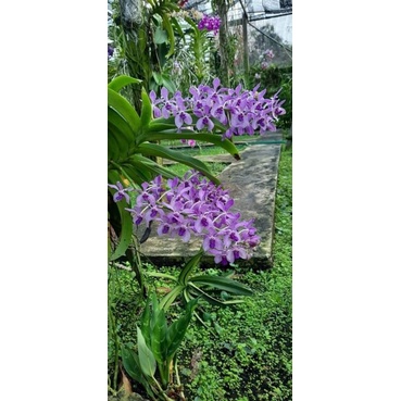 Ngọc điểm lai hoa tím cây trưởng thành sắp hoa