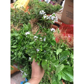 cây cỏ hoa cứt lợn ( cây cỏ hôi 17k/0,5kg)