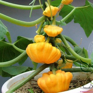 Hạt giống bí đĩa bay vàng siêu quả - tặng gói hạt giống ngẫu nhiên