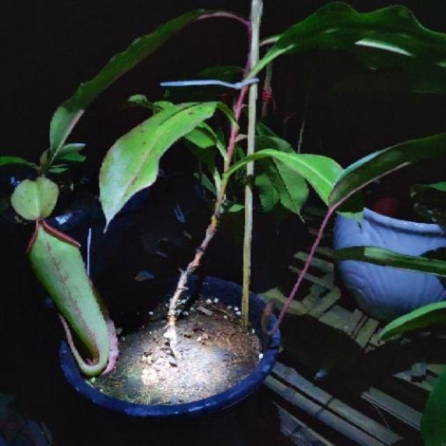 Cây nắp ấm viking x (lowi x cam) size XL