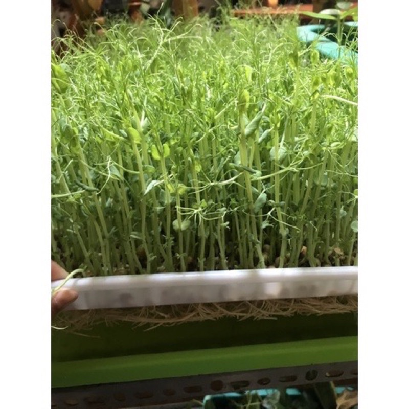 Khay trồng rau mầm thủy canh chuyên dụng loại dày 34x25x5cm