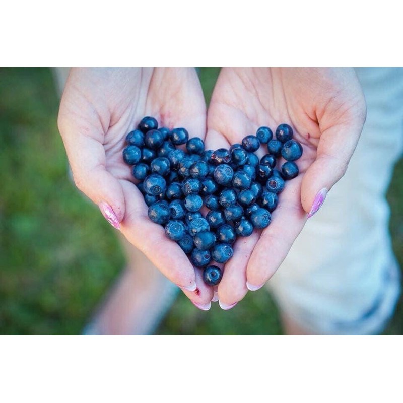 ☘️🍇 Việt Quất Blueberry Sấy Khô Kirkland Signature Whole Dried Blueberries 567g cúa Mỹ🍇🍀