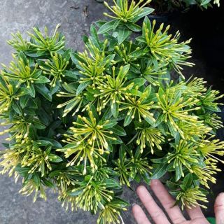 Cây Trang hoa vàng ( Thái) vườn Hoa sadet