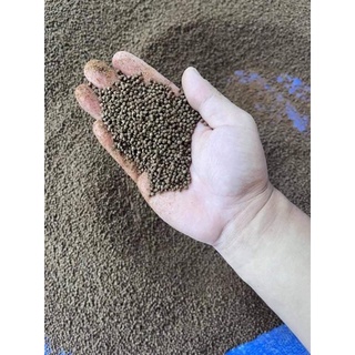 Hạt Cào Cào