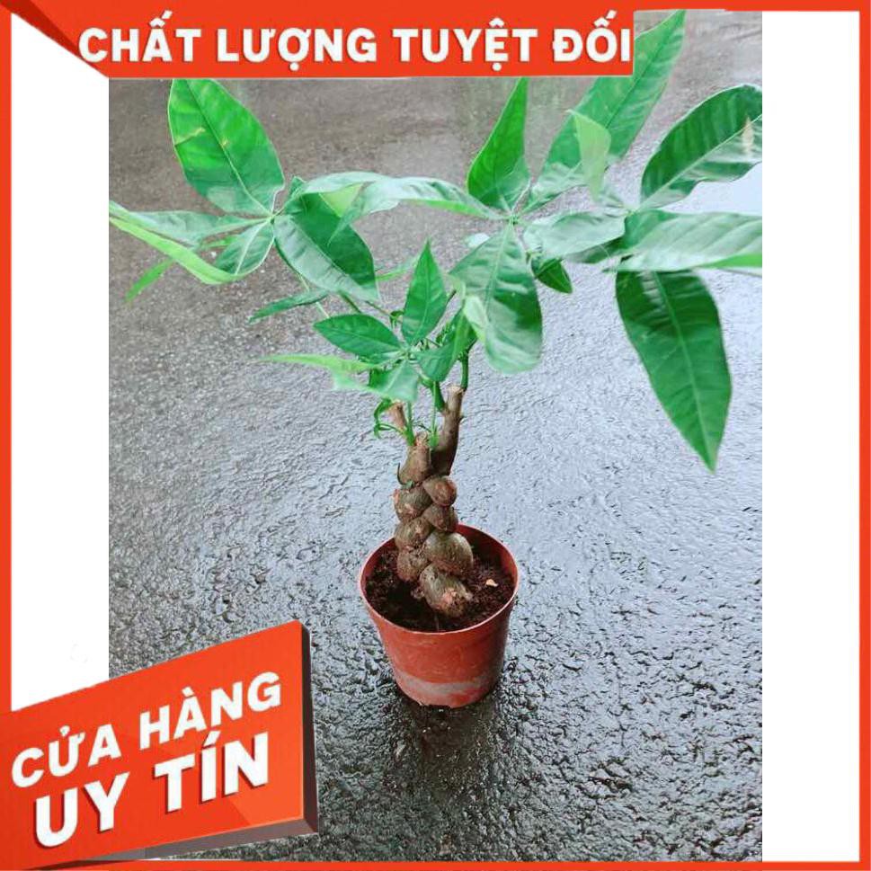 Kim Ngân 3 Thân Nhiều Người Mua