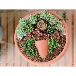 Chậu đất nung trồng sen đá 5cm x 5cm 🌱
