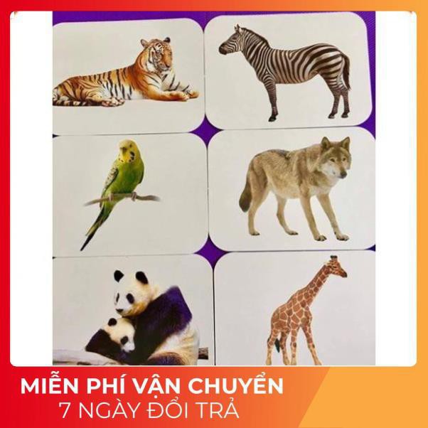 Bộ Thẻ Học Thông Minh 18 Chủ Đề Thế Giới Xung Quanh loại To song ngữ A-V chuẩn Glenn Doman Flashcard cho bé từ 0-6 tuổi