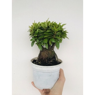 Cây Trang Mẫu Đơn Bonsai