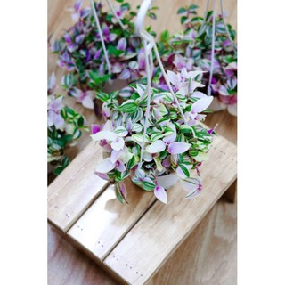 Chậu cứng thài lài Thái