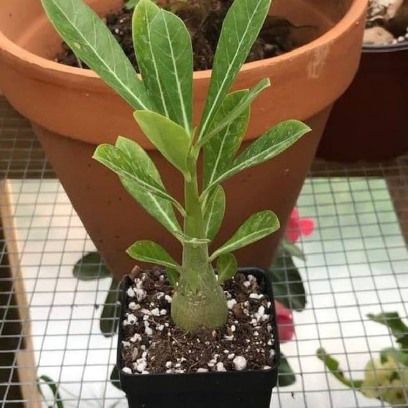 (hàng Mới Về) Bộ 10 Túi Kem Adenium Kembodia | BigBuy360 - bigbuy360.vn