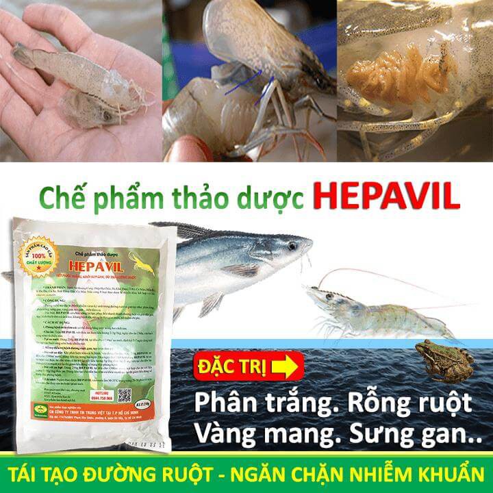 Chế phẩm thảo dược HEPAVIL - Chặn đứng bệnh rỗng ruột, phân trắng, gan, tụy trên Tôm, Cá, Cá Koi, Lươn