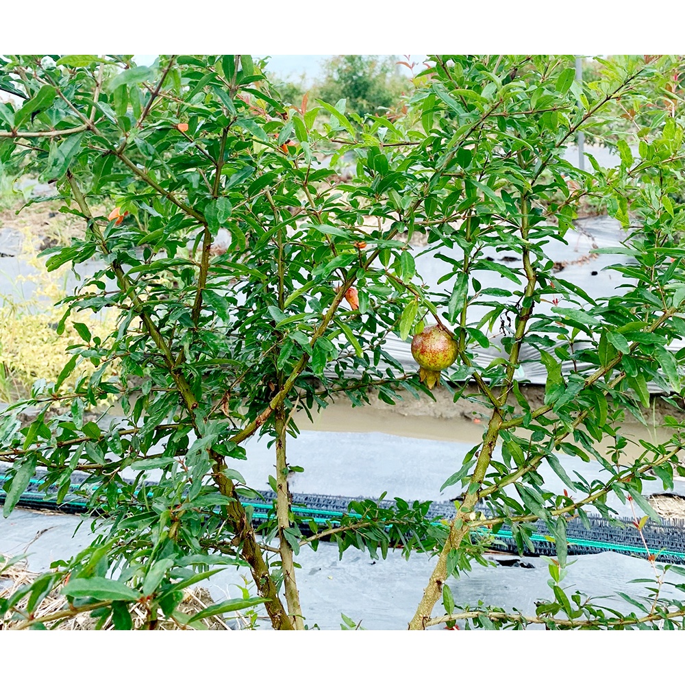 Cây giống lựu Peru C9