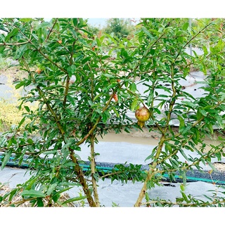 Cây giống lựu Peru C9