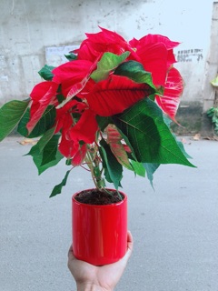 Chậu Cây Trạng Nguyên