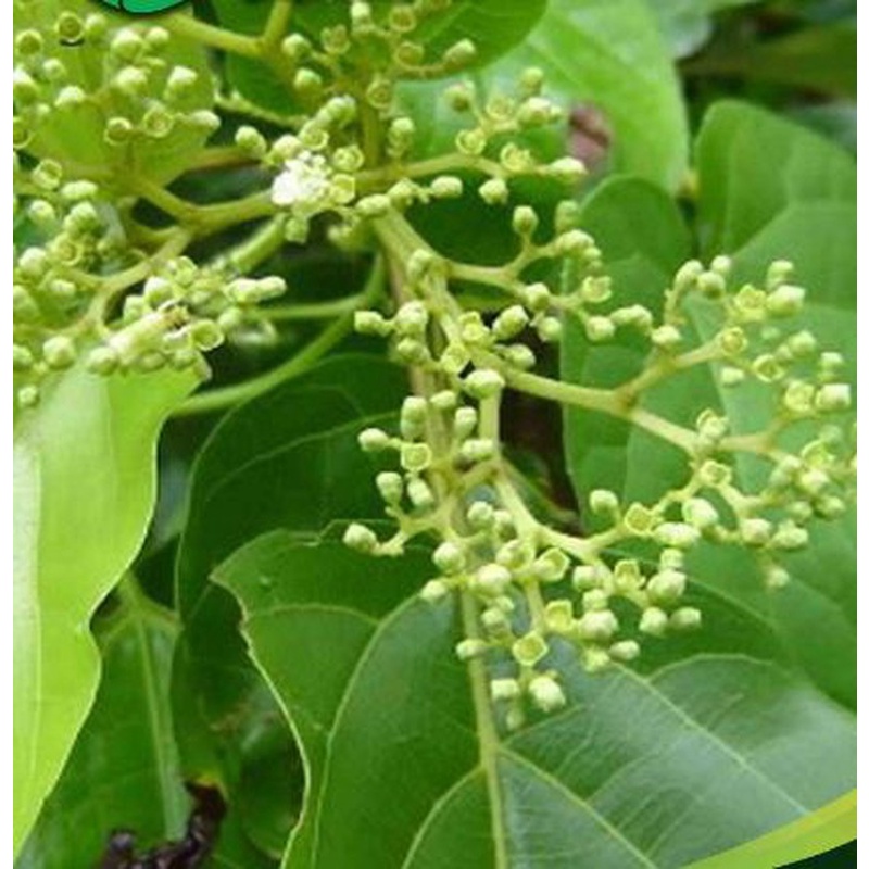 Cây Lá Gan [1KG] Cam kết hàng chuẩn