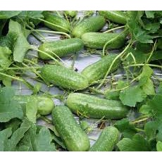 (Gói 15 hạt)Hạt giống bí đao siêu trái ,dễ trồng kháng bệnh tốt năng suất cao-Tổng kho hạt giống giá rẻ