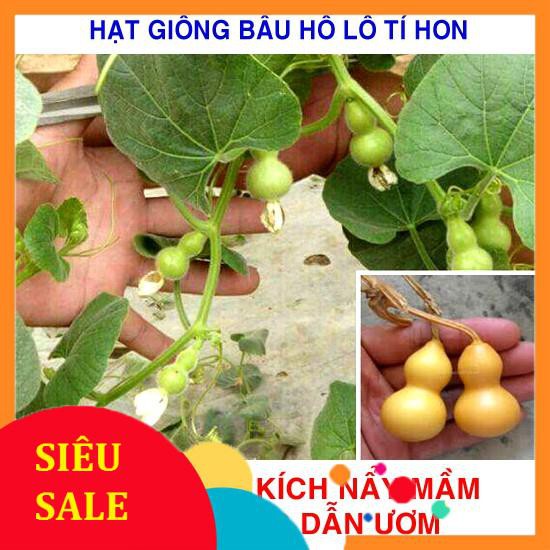 5 Hạt giống Bầu Hồ Lô Tí Hon (Tặng Gói Kích Nẩy Mầm Và Hướng Dẫn) VIETPHAT