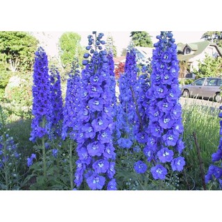 Hạt giống hoa Phi yến (violet) mix