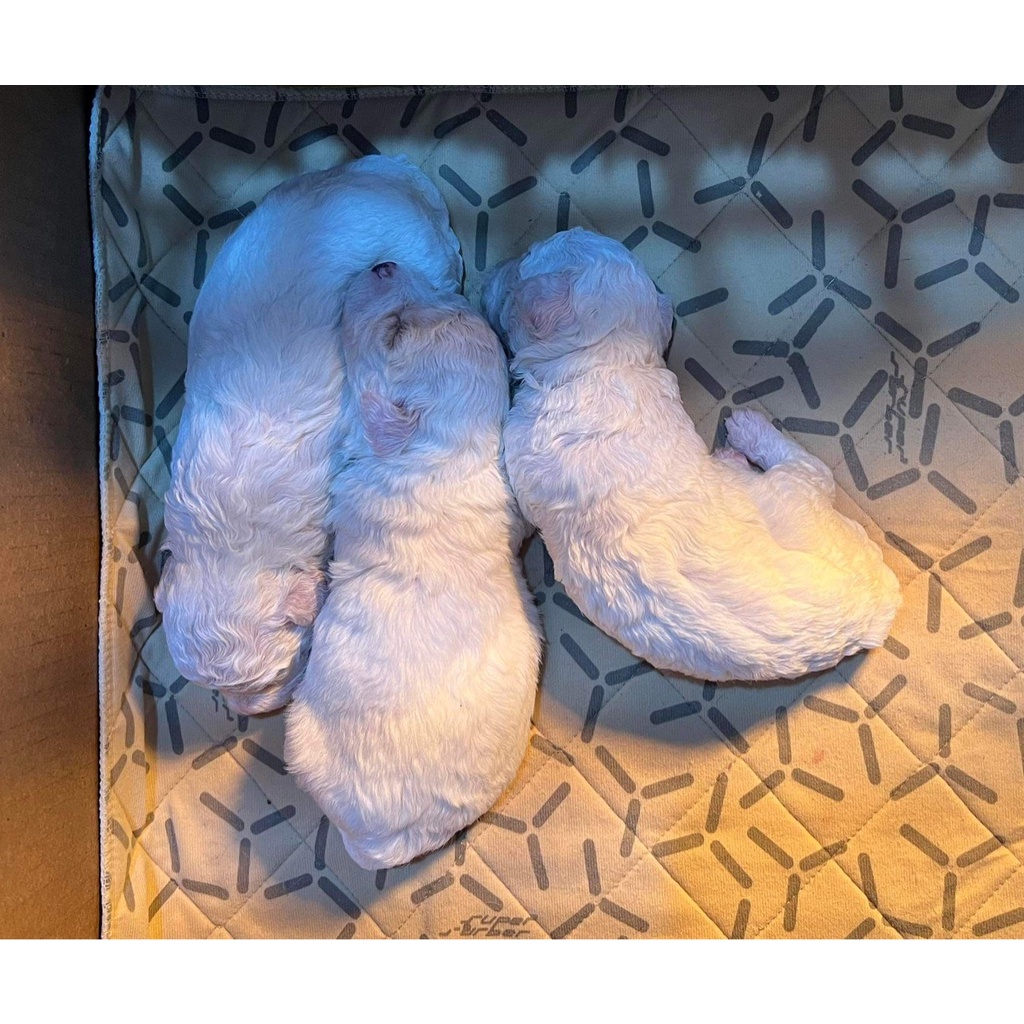 Thảm vệ sinh cho chó mèo Pet Pee Pad SUPER SORBER 5 in 1