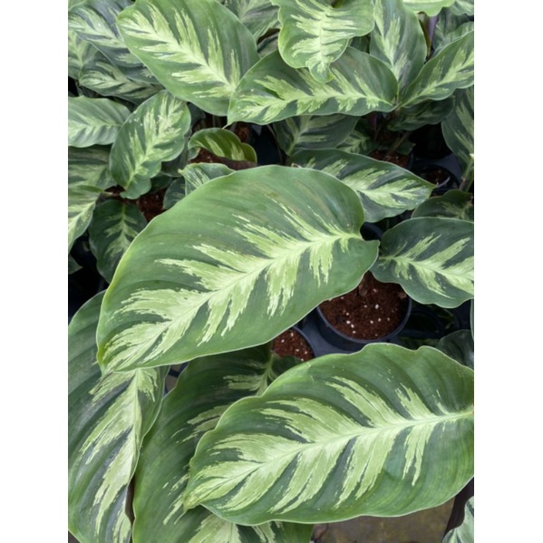 Calathea Misto - Cây đẹp dễ chăm sức sống tốt