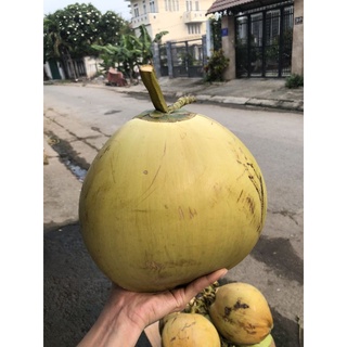 DỪA TƯƠI NGUYÊN TRÁI - DỪA TA