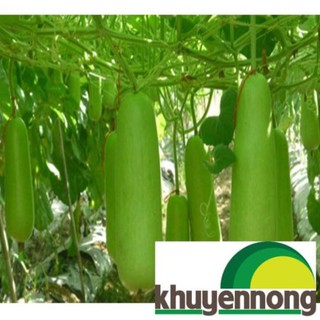 10 hạt giống bầu sao ngắn