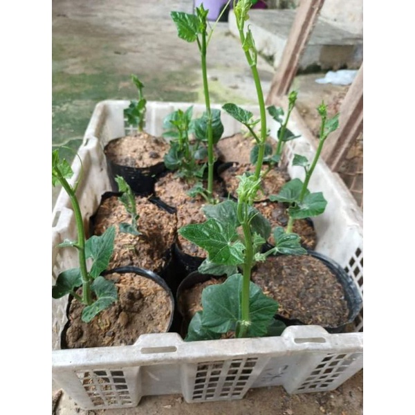 SU SU GIỐNG SIÊU NGỌN, cây gửi đi như 3 hình cuối
