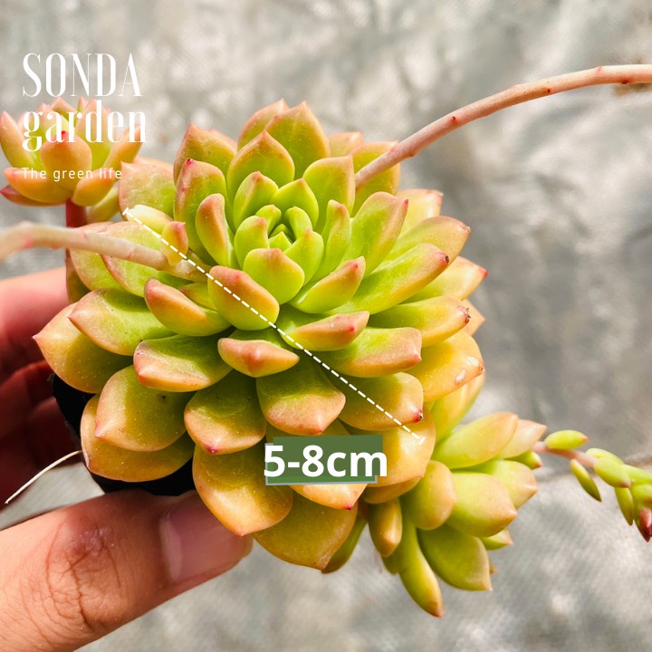 Sen đá mặt trời giống mới SONDA GARDEN size bé 5-8cm, xuất xứ Đà Lạt, khoẻ đẹp, lỗi 1 đổi 1