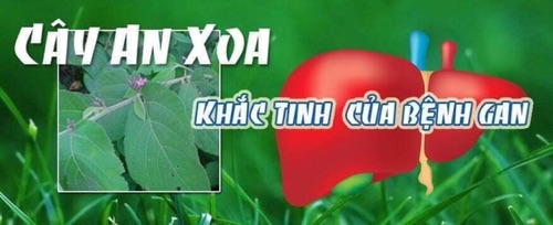 1kg. An xoa trị bệnh gan