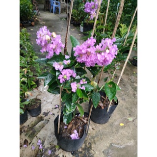 Chậu hoa bằng lăng thái chưa ra hoa ( cao 50-80cm )