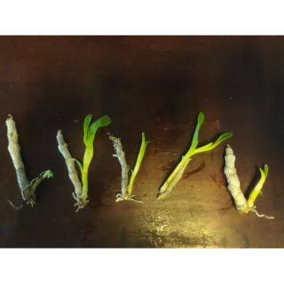 Combo 10 cây Trầm con