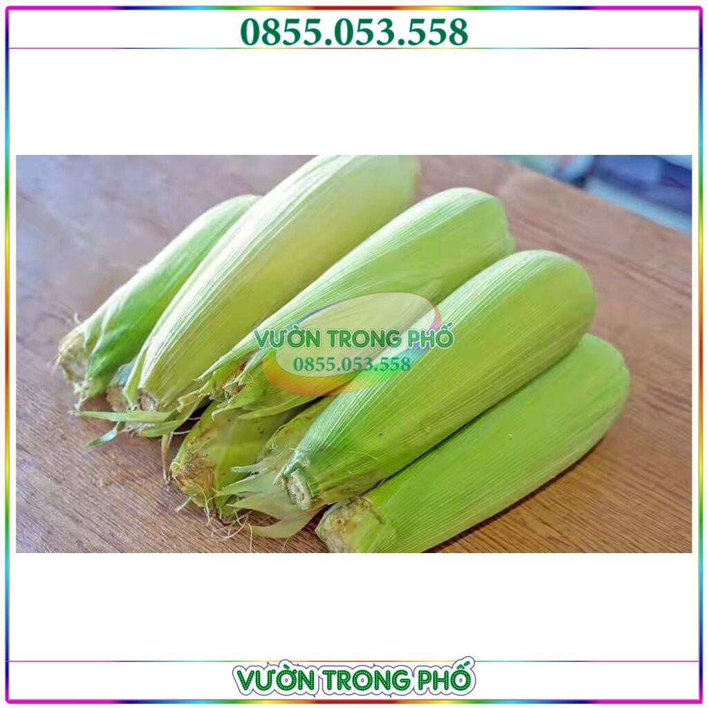 500g Hạt giống ngô ngọt, bắp ngọt F1 - Hạt giống tuyển chọn chất lượng tốt, năng suất cao