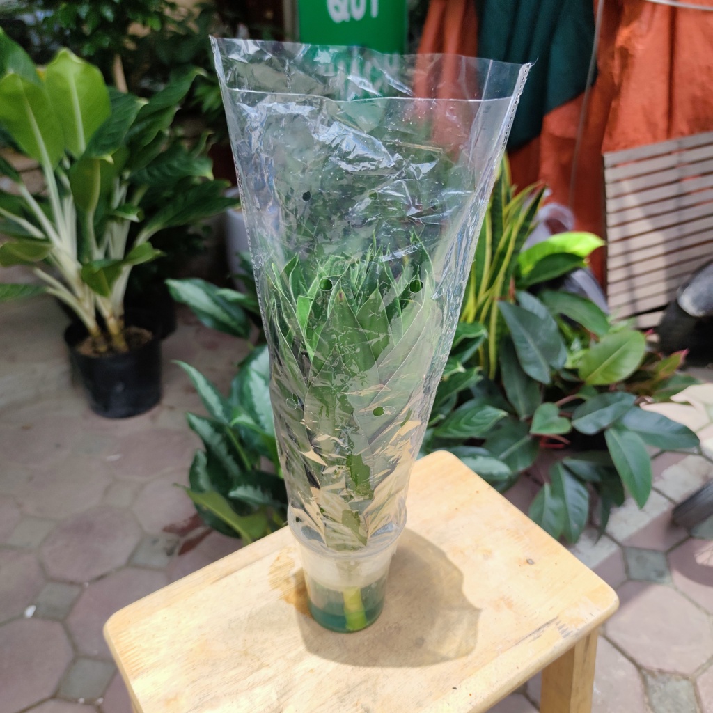 Cây phát lộc thủy sinh 3 gốc , cây phong thủy để bàn phát tài phát lộc, để bàn thờ30 - 35 cm 100% CÓ RẼ