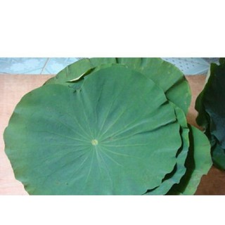 Lá Sen Sấy Lạnh - 500gr
