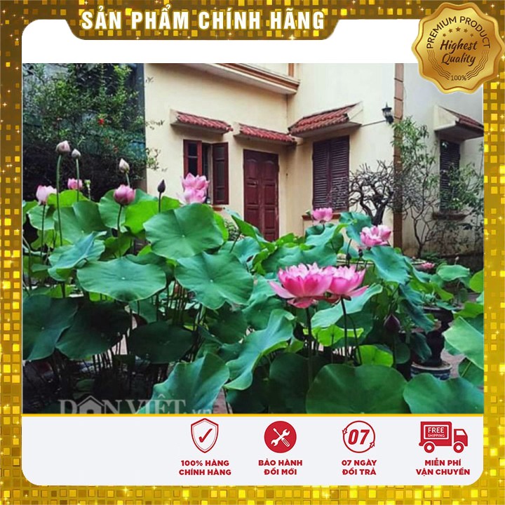 Hạt Giống Sen Ta Quê Hương ( 10 hạt )