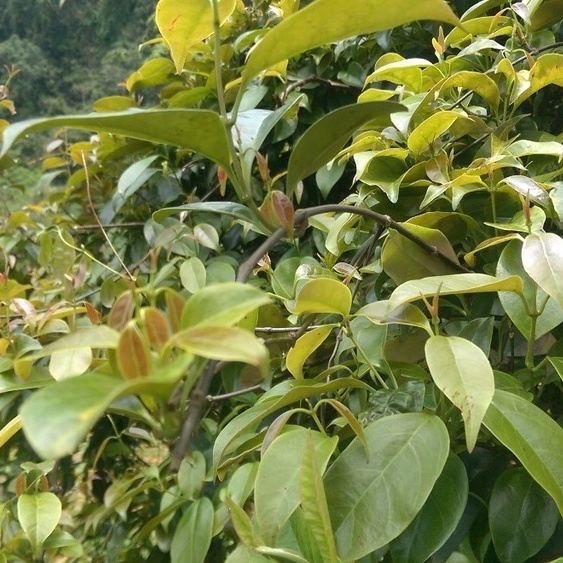 Lá Giang Sấy Khô Nấu Canh Gà Xào Thịt Trâu Chua Thanh Ngon Miệng Nguyên Liệu Nấu Ăn 1 Lần Không Chất Bảo Quản 15gr