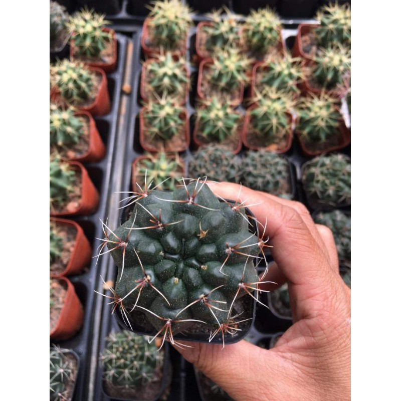 Xương rồng Thần Long size 4-6cm