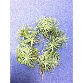 Set 5 cây không khí thạch thảo nhiều cây con