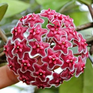 Hoa Lan Cẩm cù Hoya carosa red màu đỏ