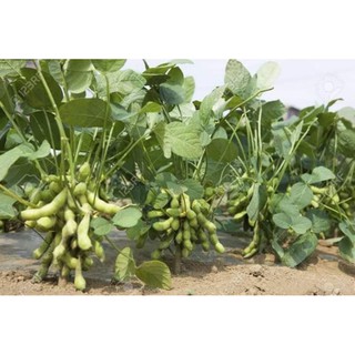 hạt giống đậu tương Nhật F1