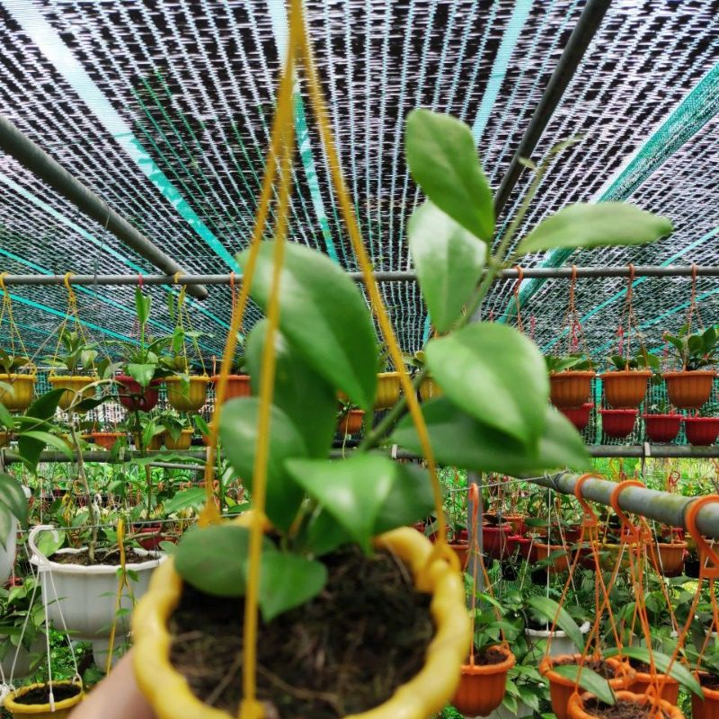 Cẩm cù Hoya Obscura